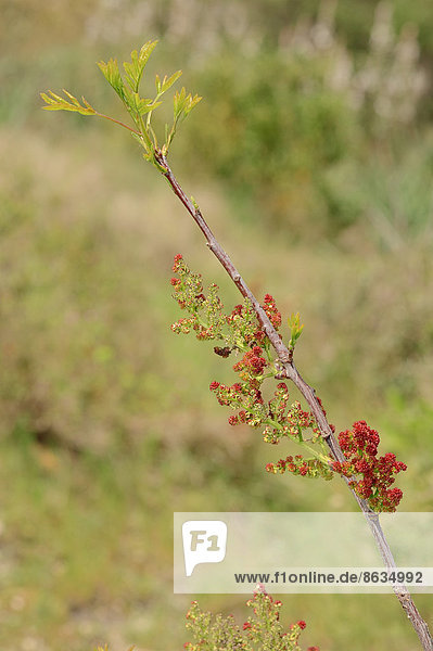 Terpentin-Pistazie oder Terebinthe (Pistacia terebinthus)  Zweig mit Blüten  Provence  Südfrankreich  Frankreich