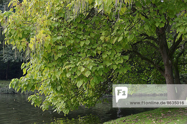 Gewöhnlicher Trompetenbaum  Zigarrenbaum  Bohnenbaum (Catalpa bignonioides  Catalpa syringifolia)  Nordrhein-Westfalen  Deutschland