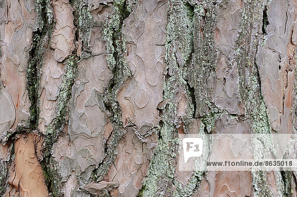 Gemeine Kiefer oder Waldkiefer (Pinus sylvestris)  Rinde  Niederlande