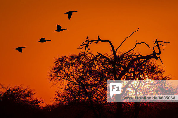 Streifengänse (Anser indicus) im Flug bei Sonnenuntergang  Keoladeo-Nationalpark  Rajasthan  Indien