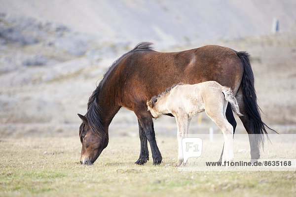 Islandpferde  Stute und Fohlen  Höfn í Hornafirði  Island