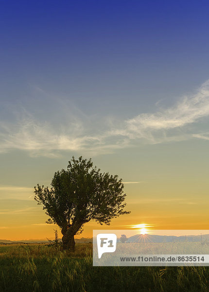 Landschaft bei Sonnenaufgang  bei Valensole  Département Alpes-de-Haute-Provence  Frankreich