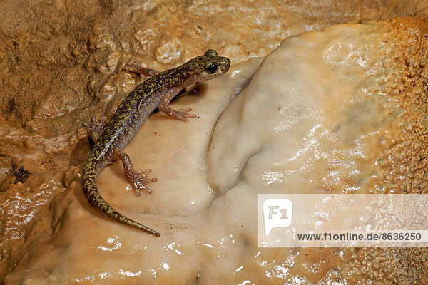 Imperial cave salamander (Speleomantes imperialis)  Sardinia  Italy