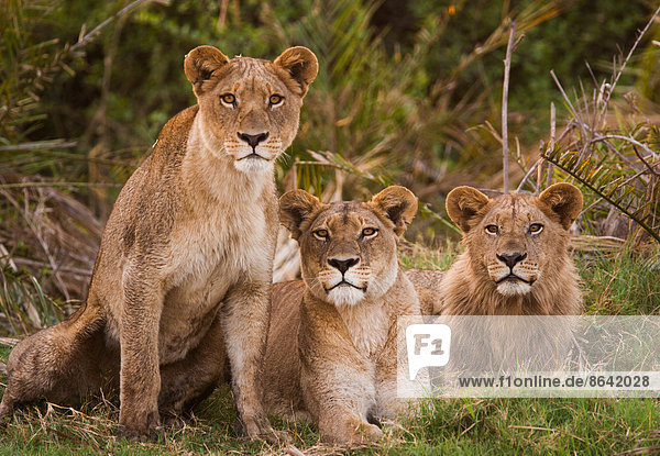 Afrikanische Löwen  Botswana