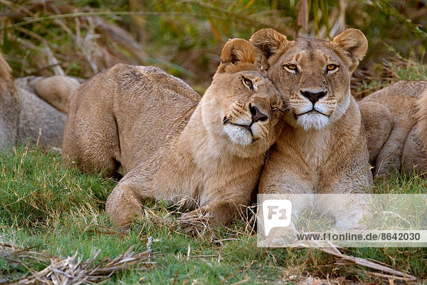 Afrikanische Löwen  Botswana