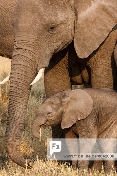 Afrikanischer Elefant und Kalb  Okavango-Delta  Botswana