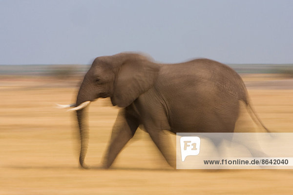Afrikanischer Elefant  Botswana
