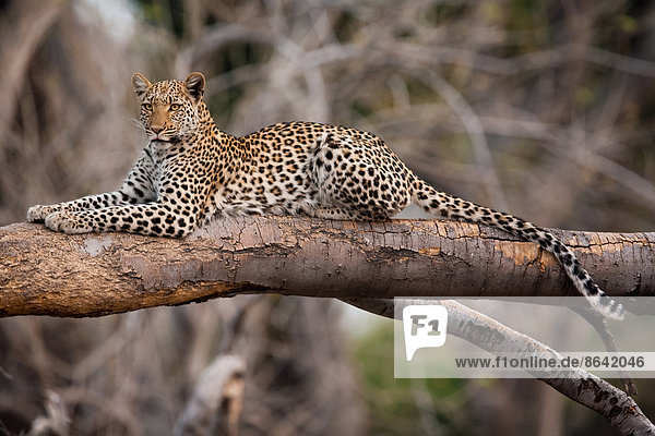 Leopard  Chobe-Nationalpark  Botswana