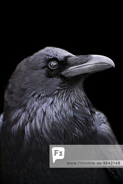 Profile of a Raven with a black background  California.