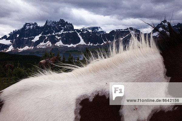 Pferde  Jasper-Nationalpark  Alberta  Kanada