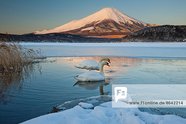 Ein Paar stummer Schwäne im Kawaguchi-See stört das Spiegelbild des Fuji-Gebirges  Japan