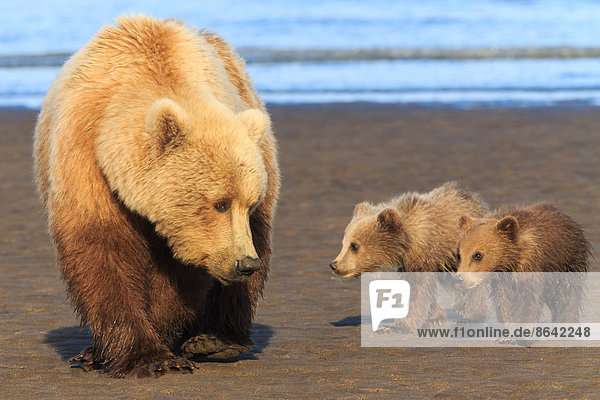 Braunbärensau und Jungtiere  Lake Clark National Park  Alaska  USA