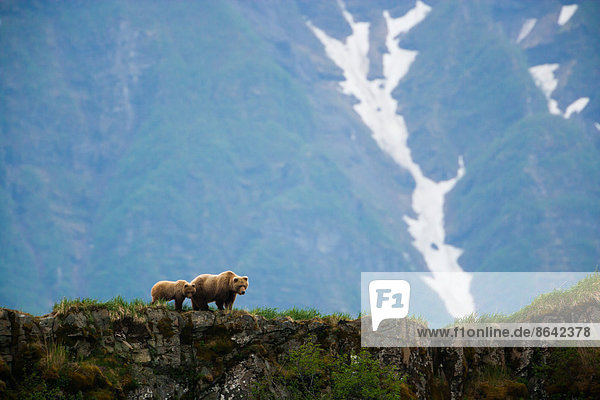 Braunbären  Katmai-Nationalpark  Alaska  USA