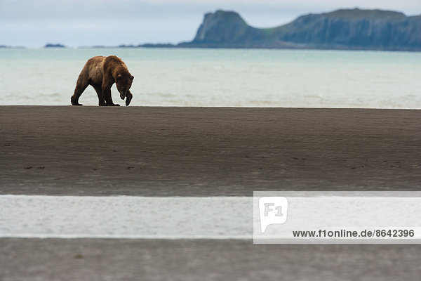 Ein Braunbär im Katmai-Nationalpark bei einem Spaziergang entlang der Meeresküste.