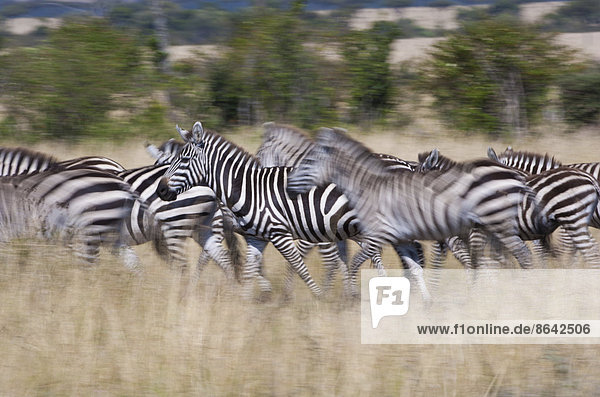 Grant's Zebras  Kenia