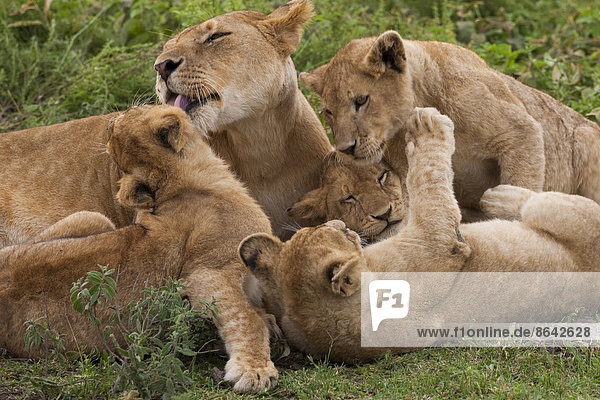 Löwe und Jungtiere spielen im Serengeti-Nationalpark  Tansania