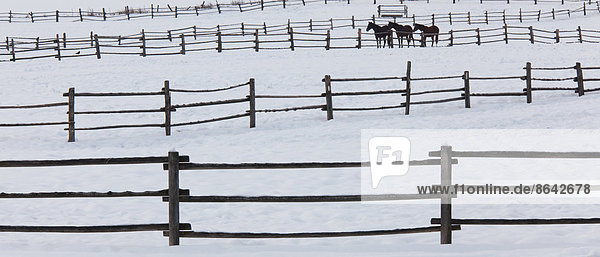 Pferde in Paddocks auf einer Ranch im Schnee in Palouse  Washington  USA