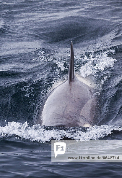 Ein Orca  ein Killerwal  der in der Antarktis im Meer schwimmt.