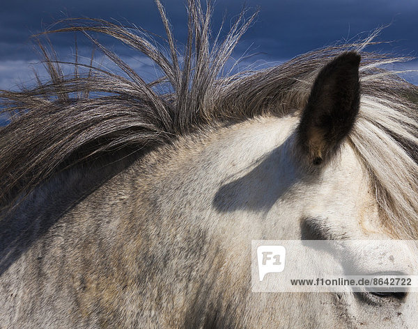 Ein isländisches Pferd  mit grauem Fell und Mähne.