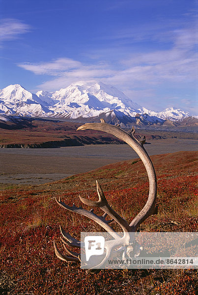 Tundra und Karibu-Geweih im Denali-Nationalpark  Alaska im Herbst. Im Hintergrund der Mount McKinley.