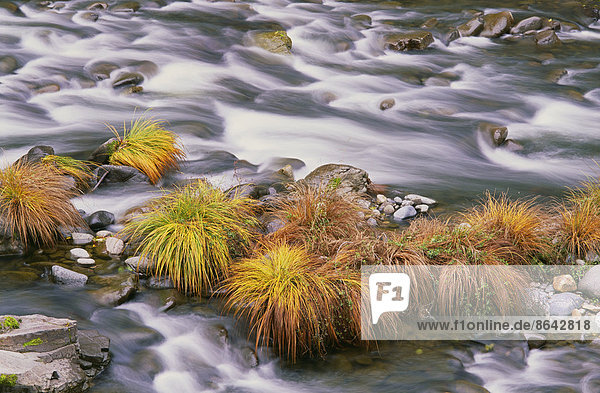 Die fließenden Gewässer des Sweet Creek in Oregon. Herbstlaub auf der Wasseroberfläche.