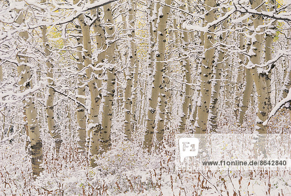 Ein Wald aus Espenbäumen in den Wasatch-Bergen  mit weißer Rinde. Schneebedeckung auf dem Boden.