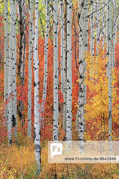 Ein Wald aus Espen- und Ahornbäumen in den Wasatch-Bergen mit auffallend gelbem und rotem Herbstlaub.