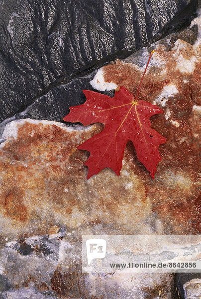 Ein reiches rotes Herbstahornblatt  auf einen flachen  mit braunen Flechten bedeckten Felsen gelegt.