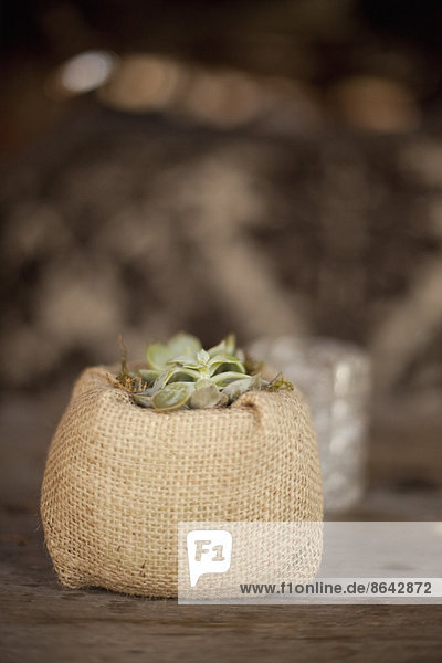 Eine kleine Sukkulentenpflanze in einem mit Hesse bedeckten Behälter auf einem Esstisch.