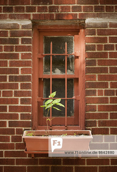 Die Außenwand eines städtischen Wohnhauses in New York  ein schmales Fenster mit einer einzelnen Pflanze in einem Blumenkasten.