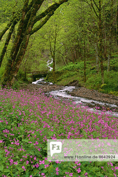 Wahkeena Falls is a waterfall in the Columbia River Gorge in the state of Oregon. Pink spring wild flowers.