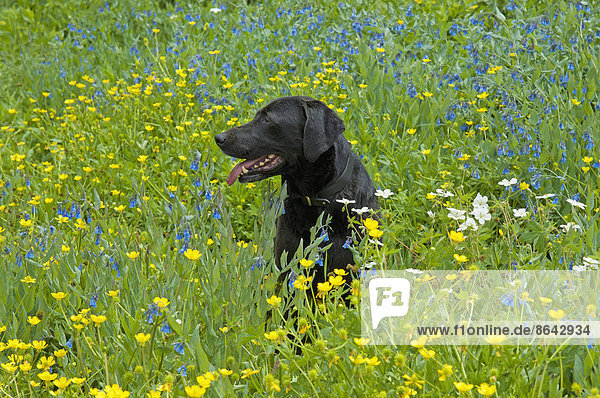 Ein schwarzer Labrador-Retriever-Hund sitzt auf einer Wiese mit hohen Gräsern und gelben Wildblumen.