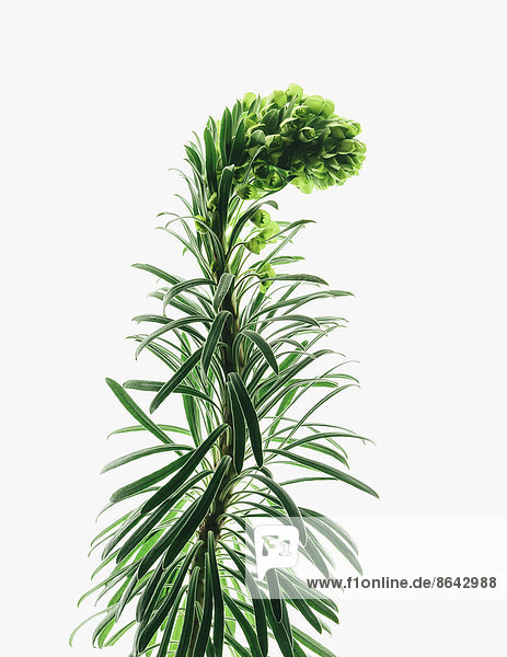 Nahaufnahme einer blühenden Euphorbia-Pflanze mit gekrümmtem Blütenstand auf weißem Hintergrund. Die Blätter sind fleischig grün.