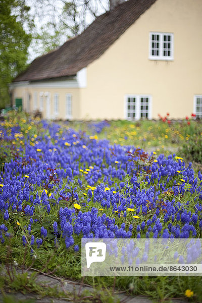 Ein altes Haus mit einer zartrosa gestrichenen Außenwand. Gartenpflanzen und Blumen. Leuchtend blaue Miscanthus-Blütenzwiebeln.
