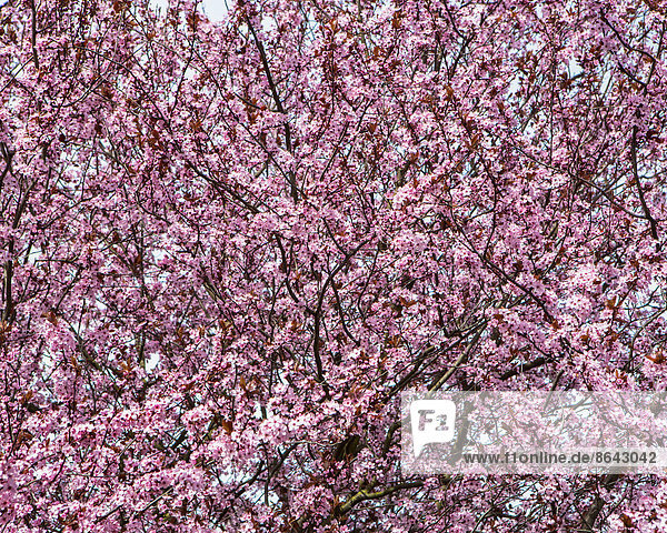 Blühender Zierpflaumenbaum. Leuchtend rosa Blüte und Blüten an den Zweigen. Frühling in Seattle