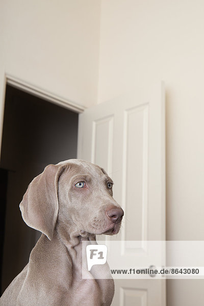 A Weimaraner puppy in a room with an open doorway in the background.