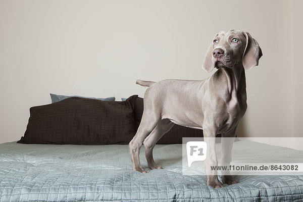 A Weimaraner puppy standing up on a bed looking around.