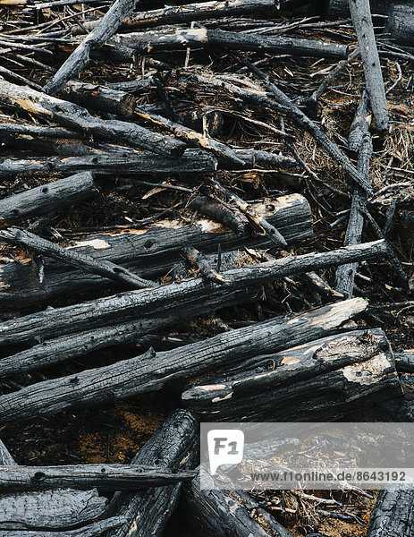 Verbrannte Baumstämme und Trümmer aus Kahlschlagwald  Olympic NF