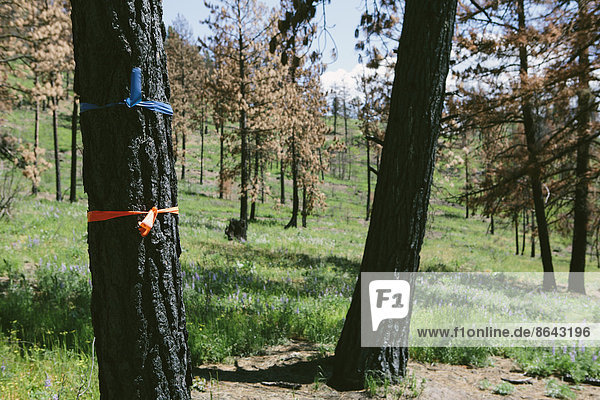 Markierte Bäume zum Fällen in brandgeschädigtem Nationalwald (vom Tafelbergbrand 2012)  nahe Blewett Pass  Okanogan-Wenatchee NF