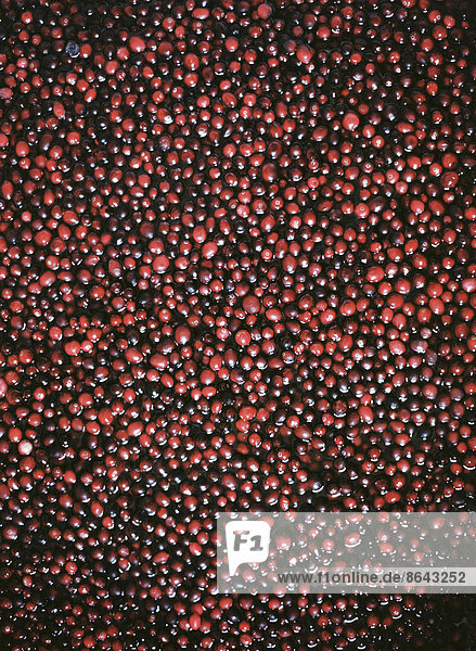 Eine Preiselbeerfarm in Massachusetts. Die Pflanzen  kleine runde rote Beeren im Wasser.