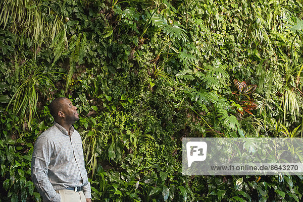 A man looking up at the lush foliage covering a tall wall.