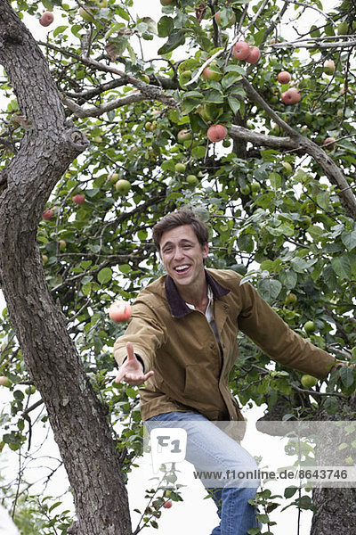Mann wirft Apfel vom Apfelbaum