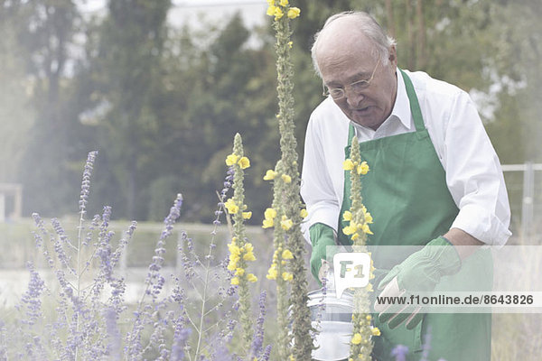 Senior Mann Bewässerungsanlage im Garten