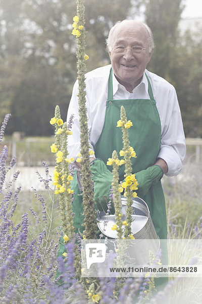 Senior Mann Giesspflanze im Garten  Portrait