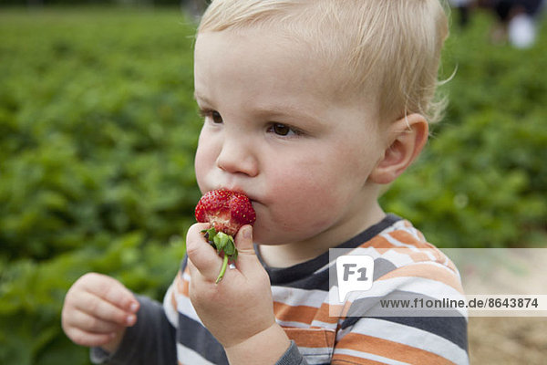Baby Junge isst Erdbeere  schaut weg.