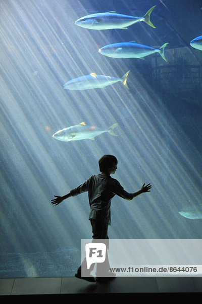 Junge beobachtet Fische im Aquarium