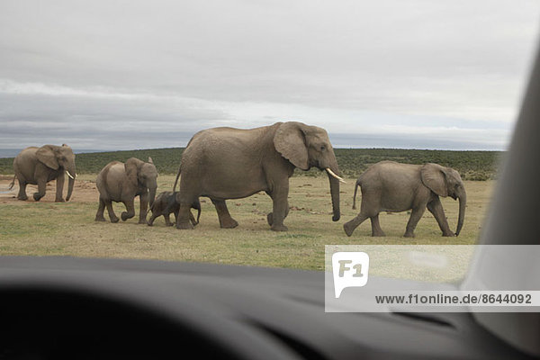 Elefantenwandern mit Kalb auf Gras  Addo Elephant National Park  Südafrika
