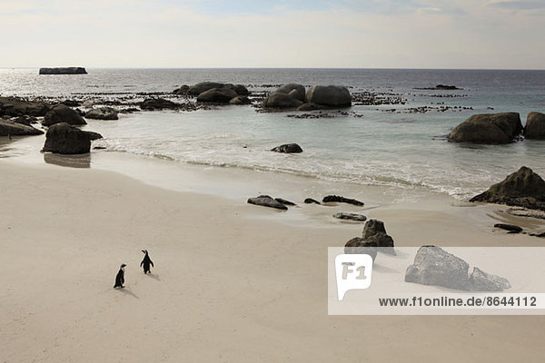 Zwei Pinguine am Strand  Simon's Town  Südafrika