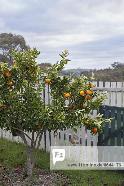 Orangenbaum vor dem Zaun