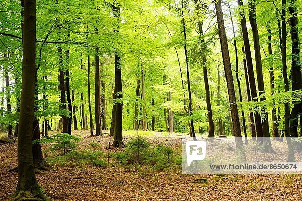 europäisch  Landschaft  Wald  Buche  Buchen